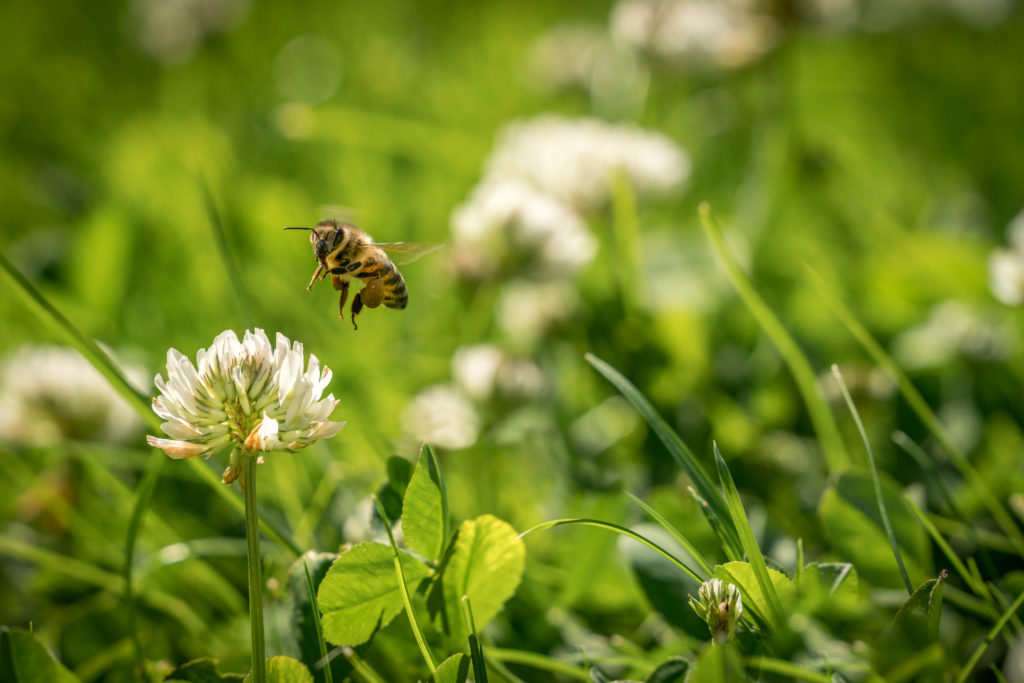 Bee flying over clover flower