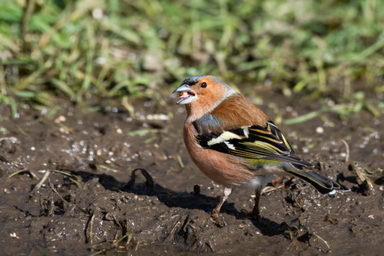 Bird eating grass seed