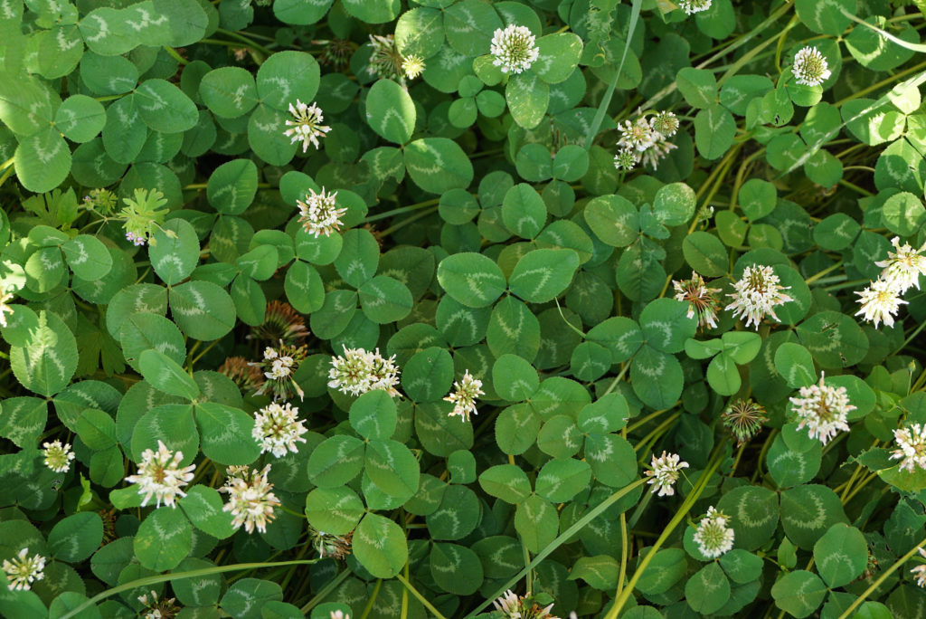 Clover leaves and flowers