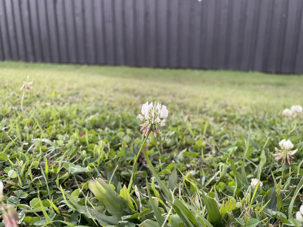 Clover growing in the lawn