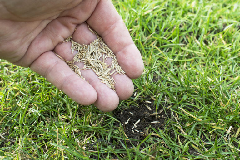 Overseeding bare spots in lawn