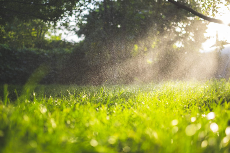 Lawn in the spring