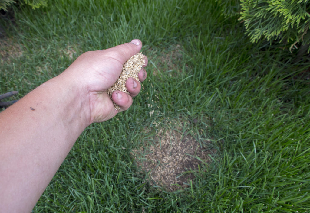 throwing grass seed over patch in lawn