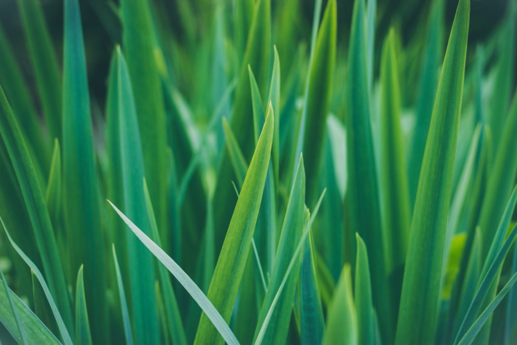 Grass blades