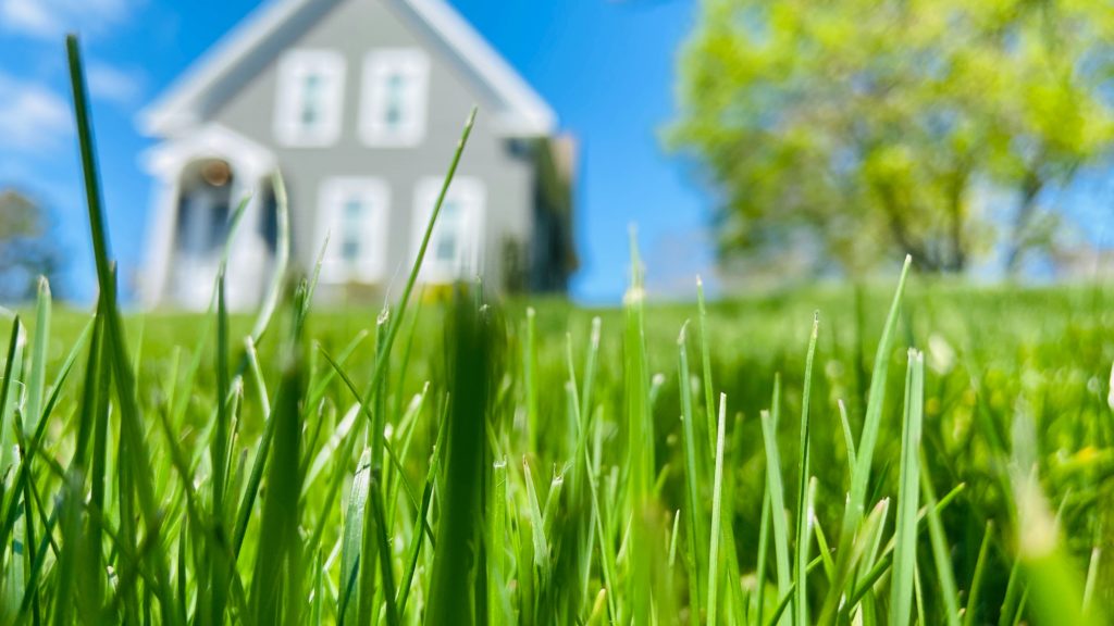 Lawn in the summer