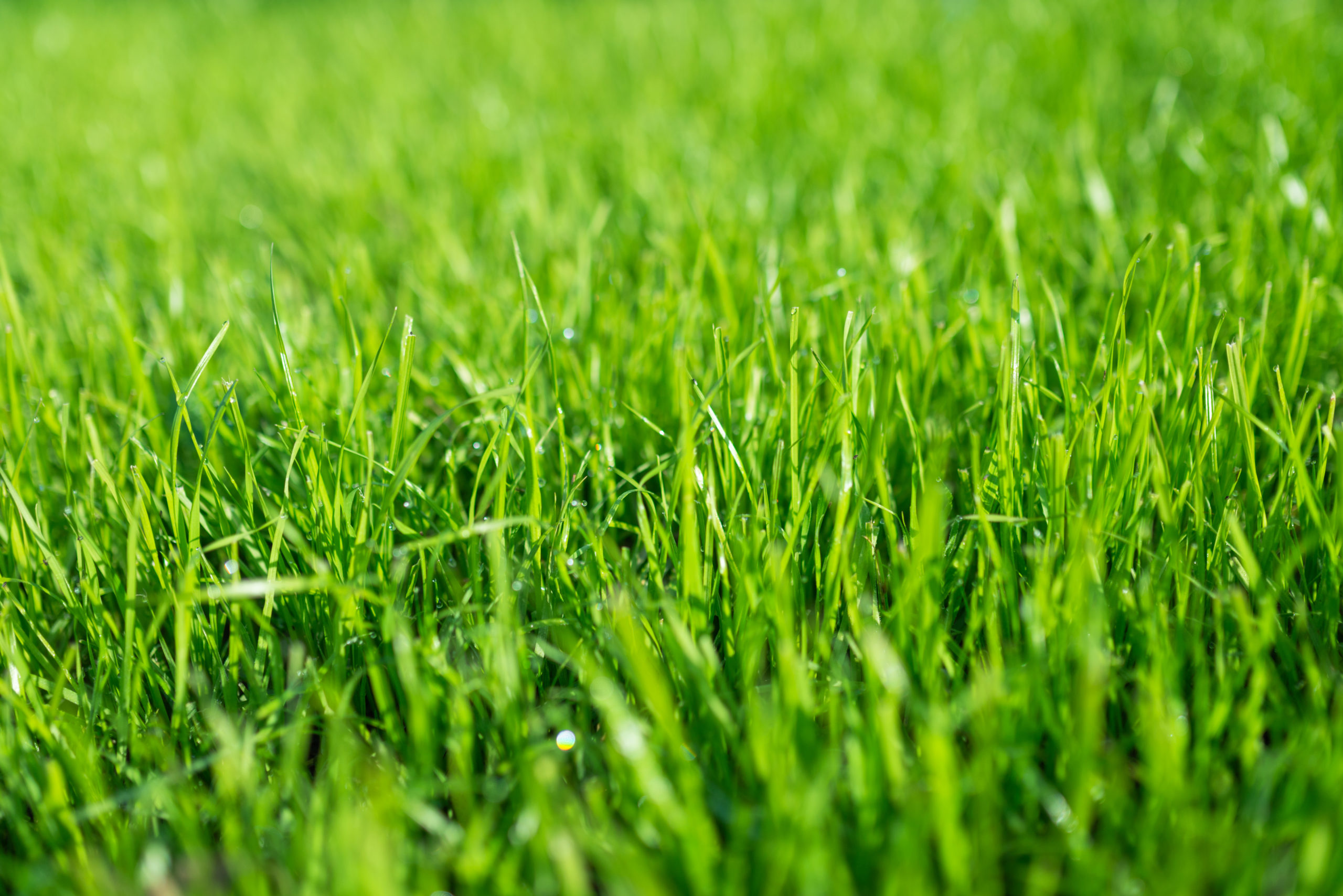 How To Make Grass Green? A Simple 7-Step Lush Lawn Strategy - Cresco ...