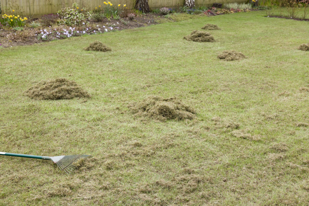 Lawn with a thatch