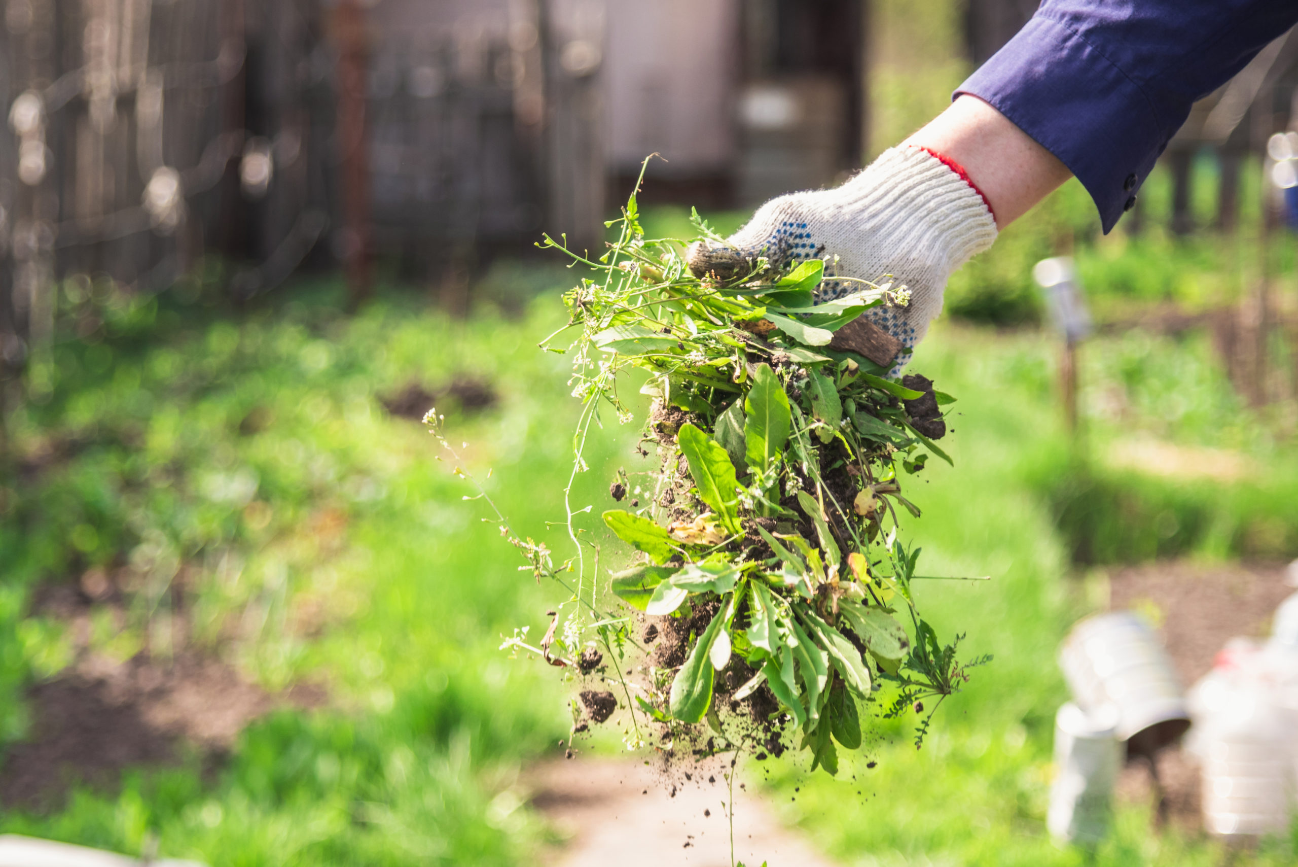 how-to-get-rid-of-weeds-in-lawn-7-ways-to-tame-your-yard