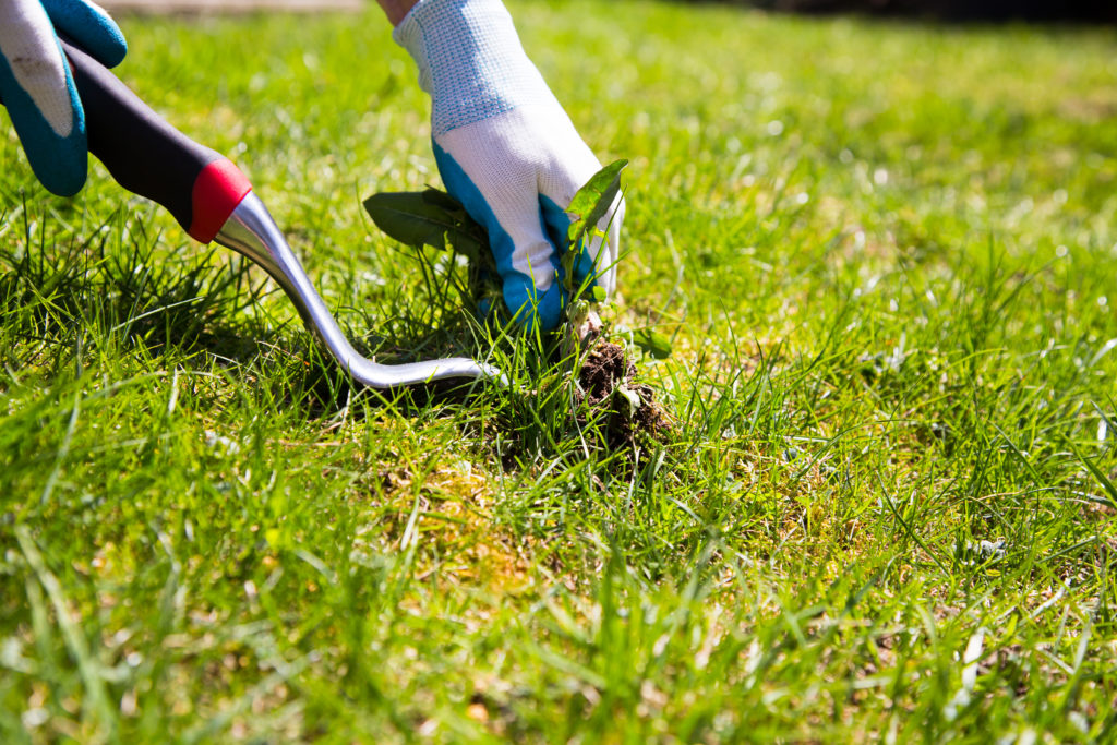 Using a weeding tool to remove weeds