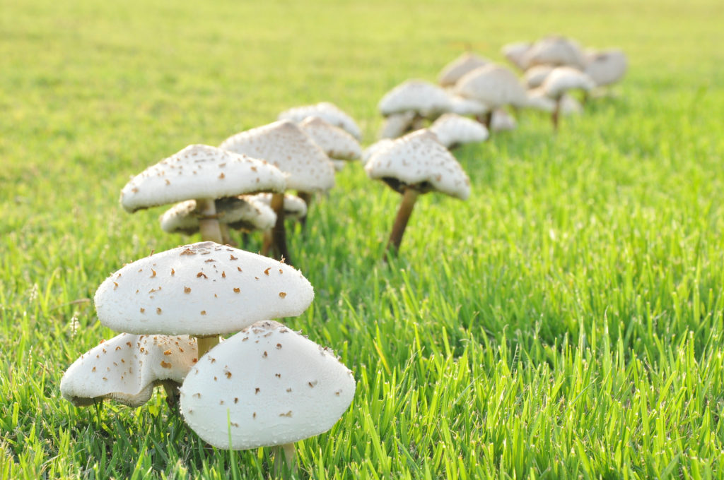 Mushrooms in lawn