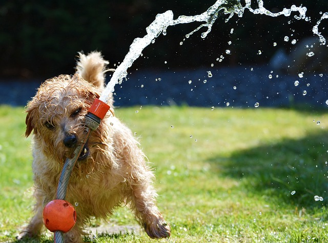A playful dog joyfully biting a hose pipe while water sprays around, enjoying a refreshing moment of fun.
