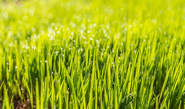 A close-up view of lush green grass, showcasing its vibrant colour, texture, and healthy growth.