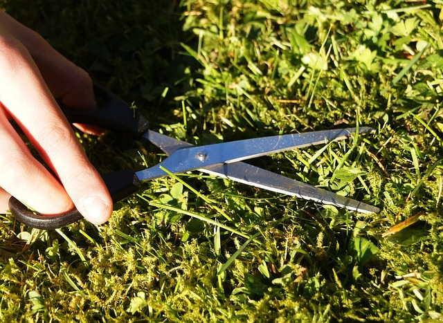 A person meticulously clipping grass with scissors, carefully shaping and maintaining the lawn.